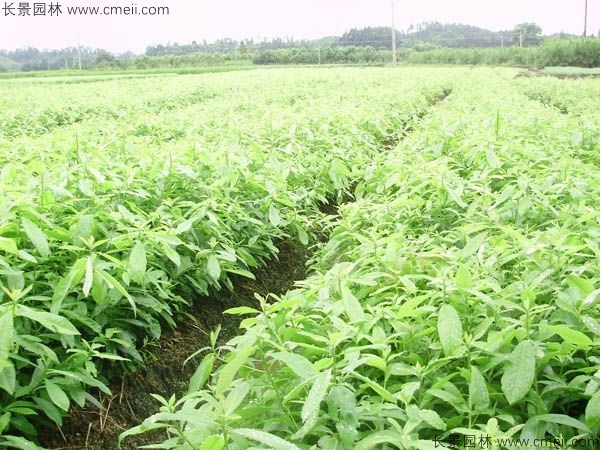 木荷種子發(fā)芽出苗圖片 木荷種子發(fā)芽出苗圖片