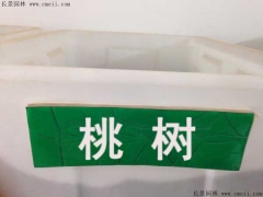 桃樹種子多少錢一斤 桃樹苗價格