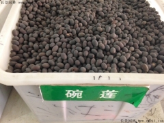 如何區分正宗碗蓮種子，和荷花種子怎么分辨？