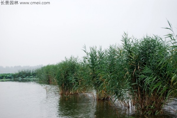 蘆葦種子發芽出苗圖片