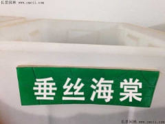 「垂絲海棠種子」最新垂絲海棠種子_價(jià)格_圖片