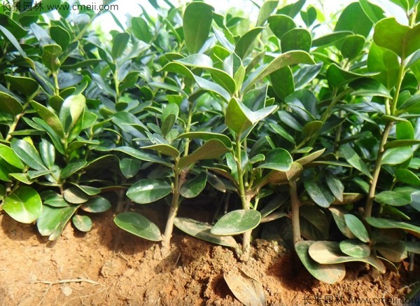 構骨種子發芽出苗圖片