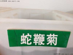 「蛇鞭菊種子」最新蛇鞭菊種子_價格_圖片_種植