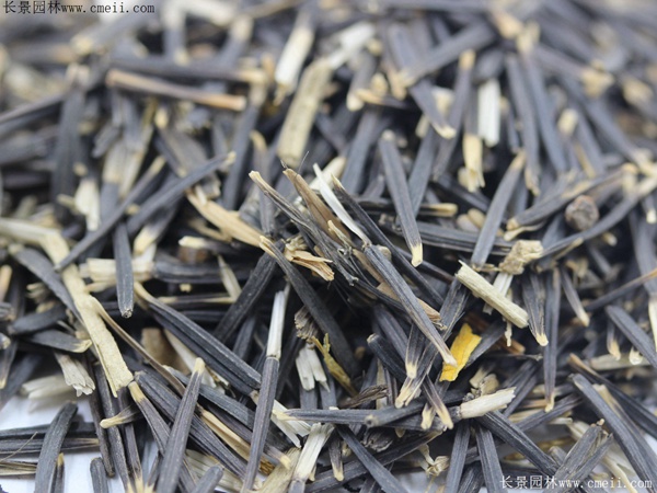 百日菊種子圖片