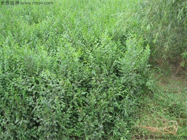 榆樹種子發芽出苗圖片