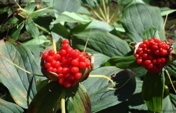 獨角蓮種子發芽出苗圖片