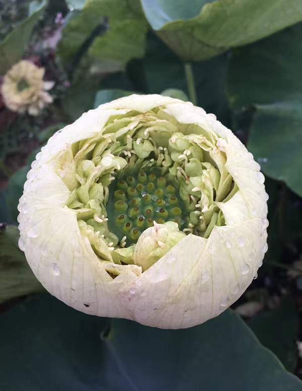 荷花種植基地實拍優質品種類