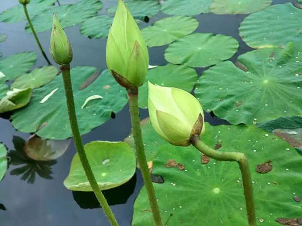 荷花種植基地實拍優質品種類