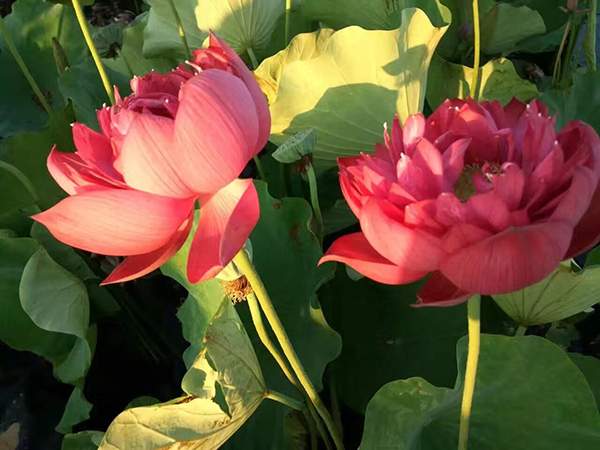 荷花種植基地實拍優質品種類