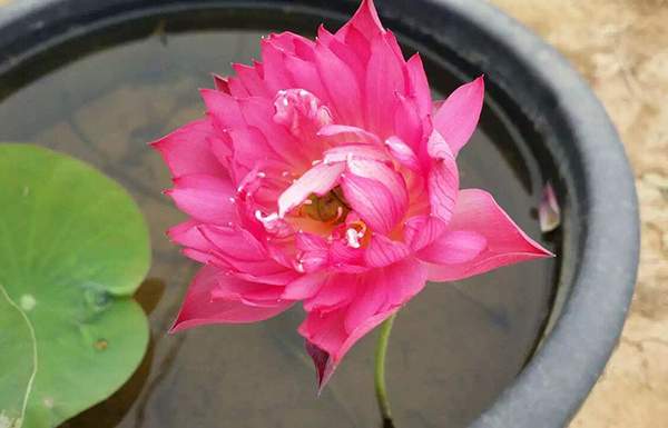 荷花種植基地實拍優質品種類盆栽