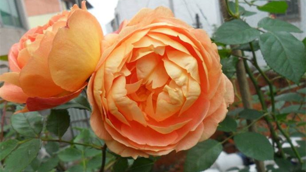 沭陽長景園林歐月基地