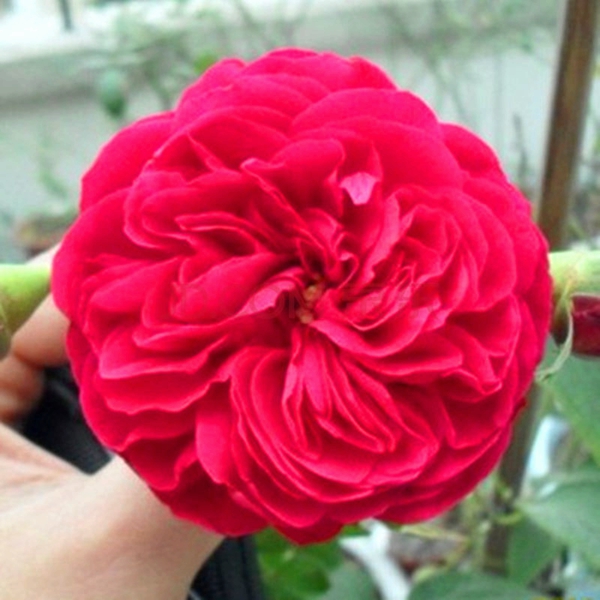 達(dá)芬奇長景園林圖片