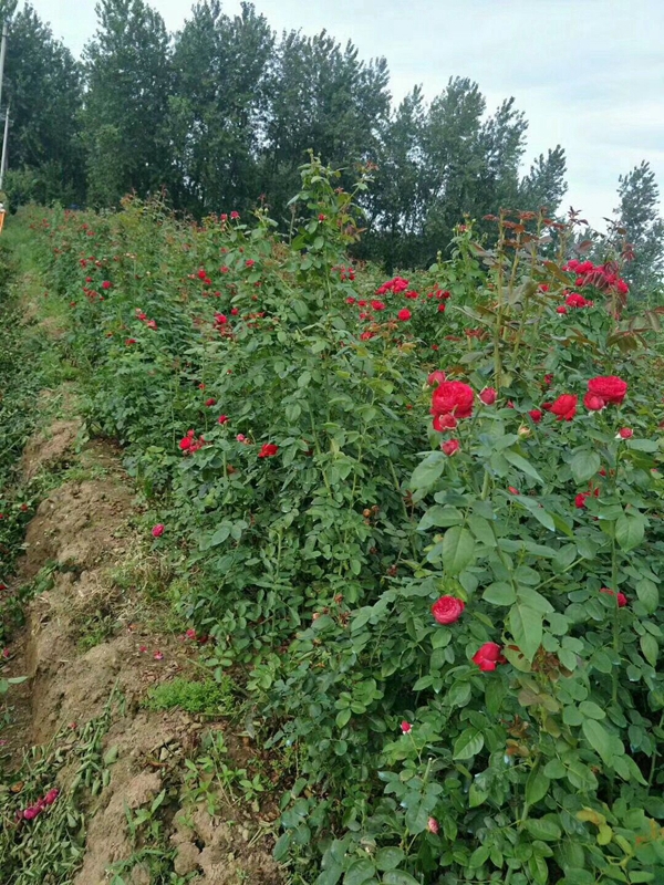長景園林紅色達(dá)芬奇照片