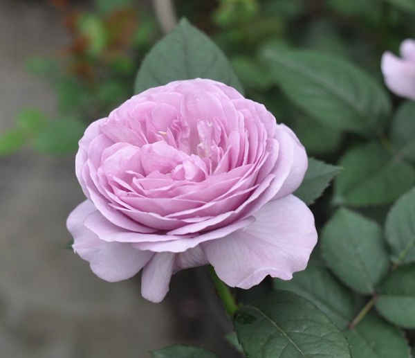 藍(lán)色風(fēng)暴