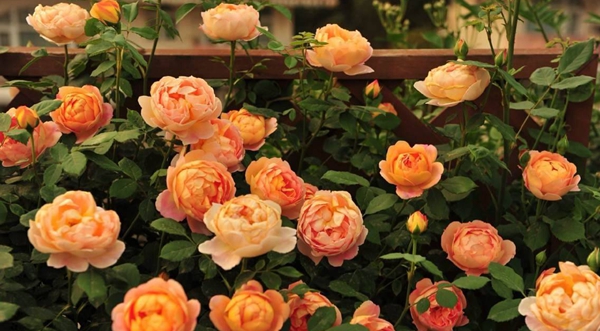 長景園林歐月基地