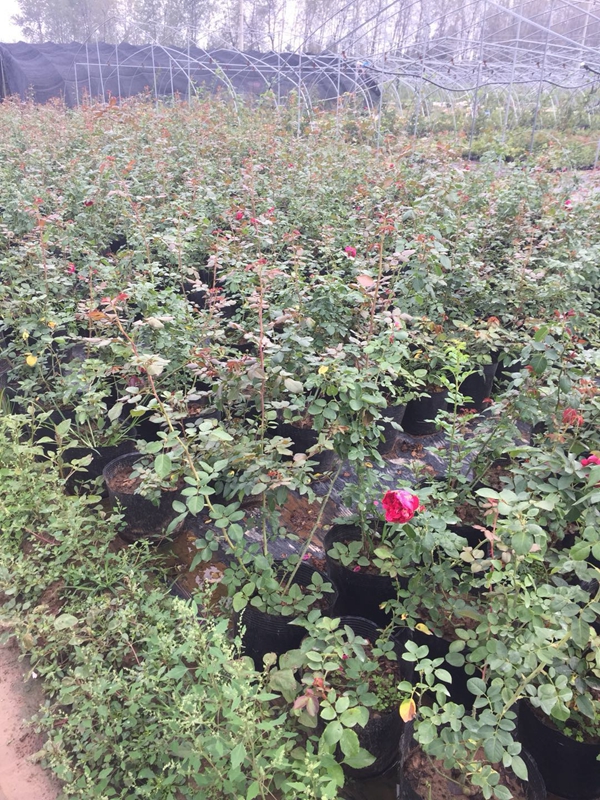 長景園林歐月基地