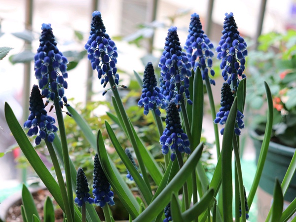 葡萄風(fēng)信子