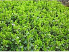 小葉黃楊樹(shù)苗多少錢(qián)一棵？