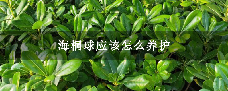 海桐球應(yīng)該怎么養(yǎng)護(hù)