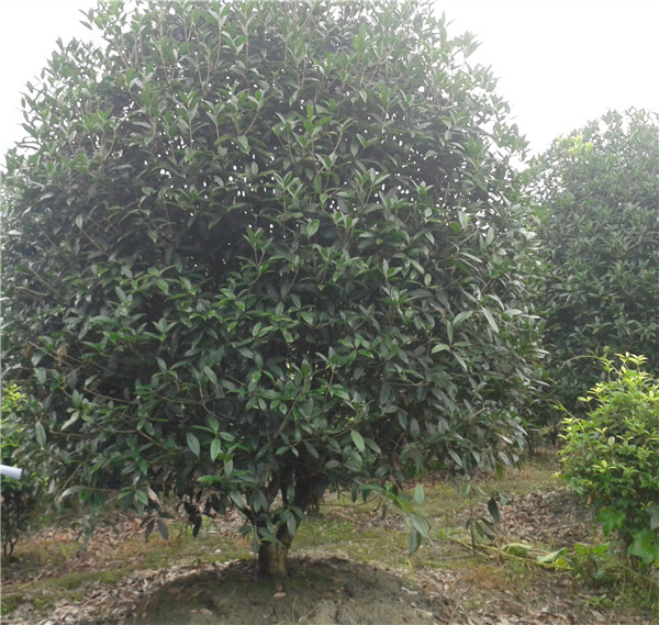 低分枝桂花圖片