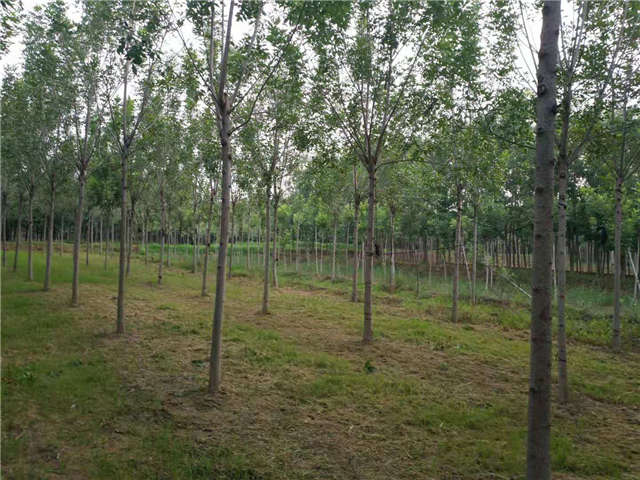 沭陽長景園林速生白蠟種植基地實(shí)拍圖片