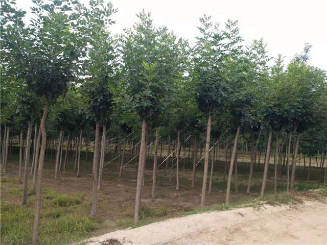 沭陽長景園林速生白蠟種植基地實(shí)拍圖片