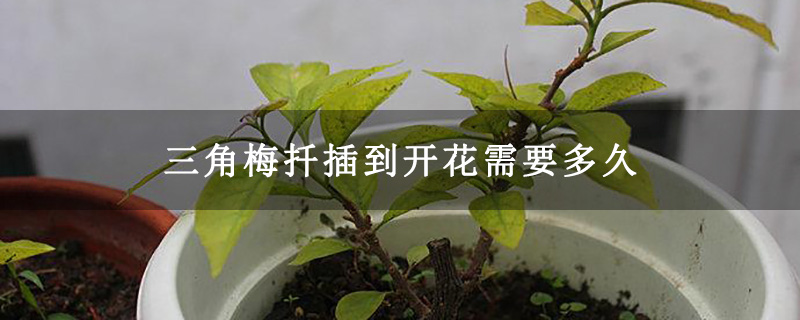 三角梅扦插到開花需要多久