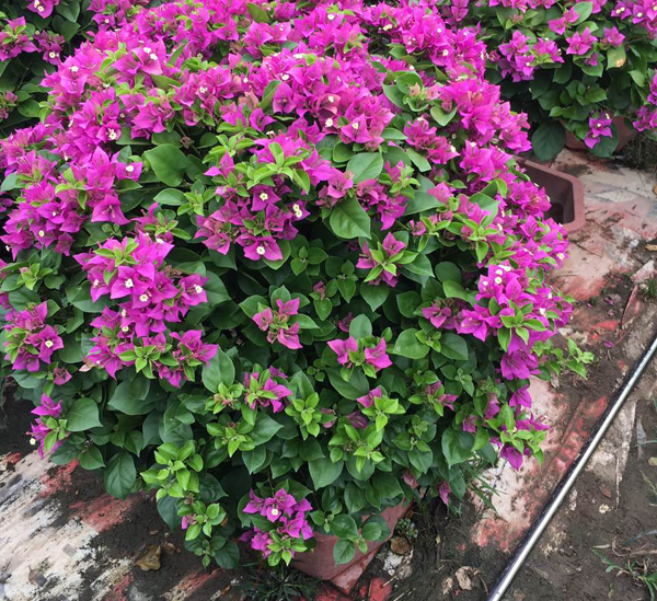 三角梅基地實拍
