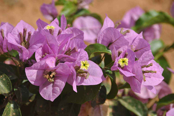 三角梅開花