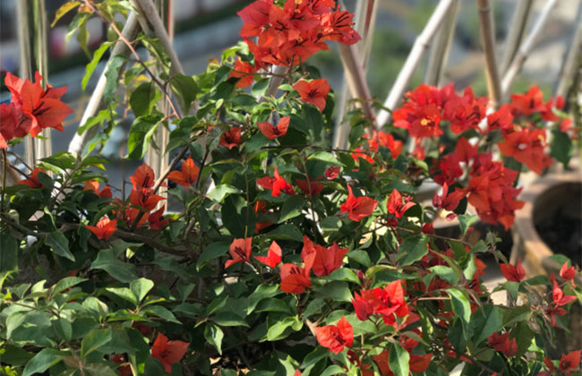 三角梅是哪個國家的國花?云南最大三角梅基地簡介