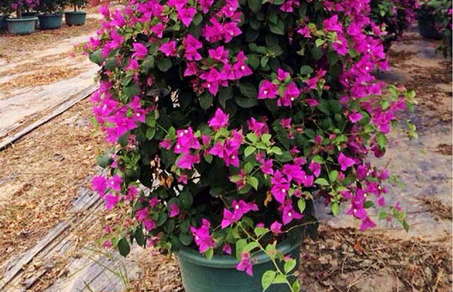 三角梅是哪個國家的國花?云南最大三角梅基地簡介