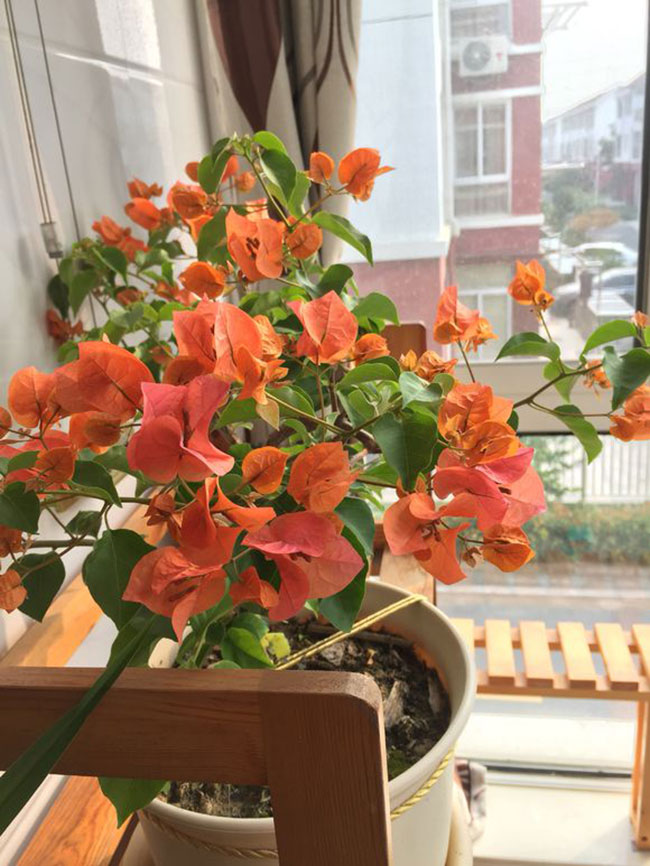 三角梅綠葉橙價格多少錢一棵?三角梅的栽培技術介紹