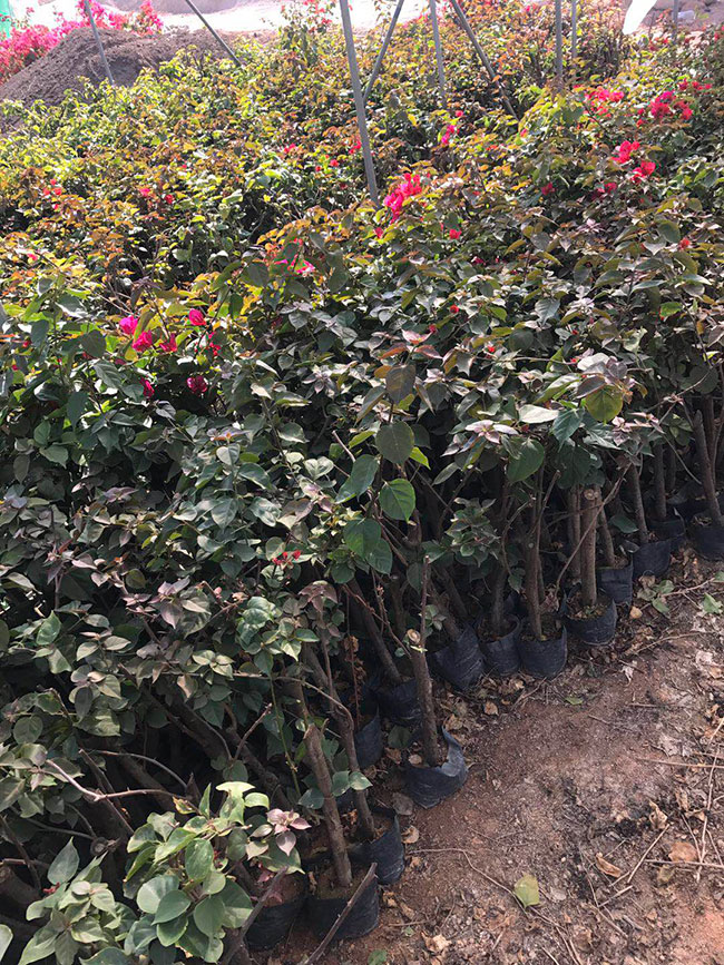 重瓣大紅三角梅價格多少錢一棵?室外可以種植重瓣紅三角梅嗎?