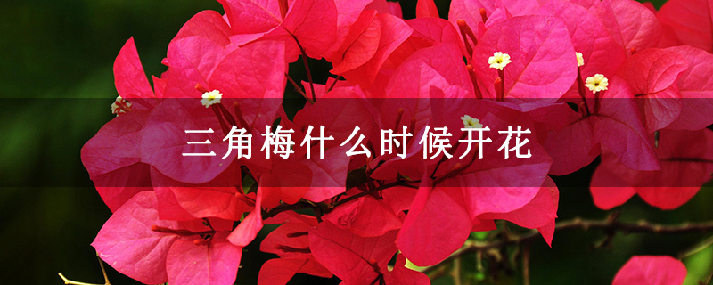 三角梅什么時(shí)候開花