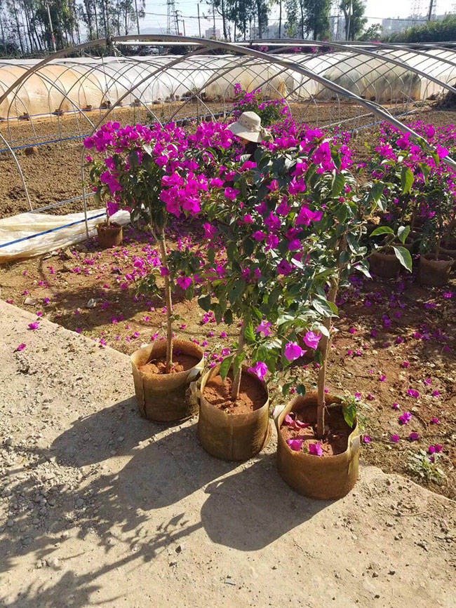 三角梅苗價(jià)格多少錢一棵，什么品種三角梅爬藤