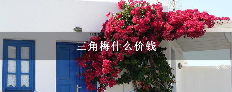 三角梅什么價錢