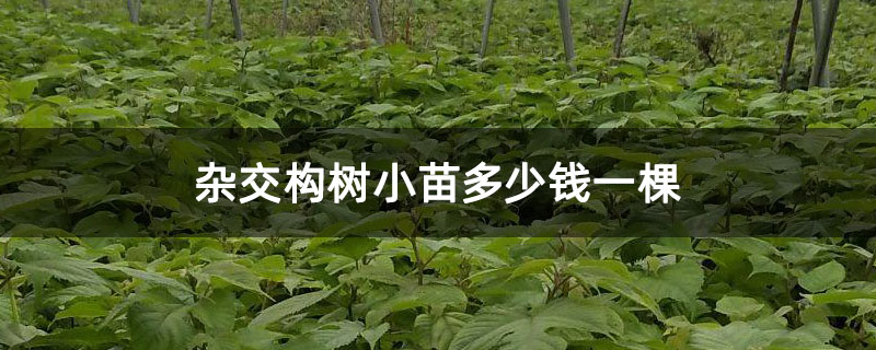 雜交構樹小苗多少錢一棵