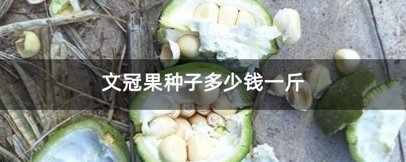 文冠果種子多少錢一斤