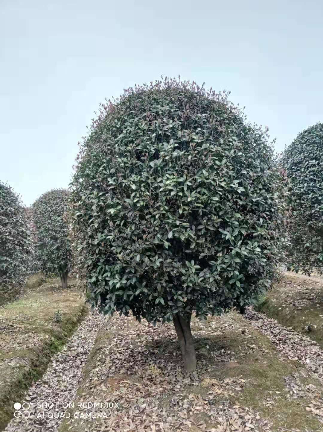 冠幅2米桂花樹多少錢一棵 桂花樹市場價格圖片