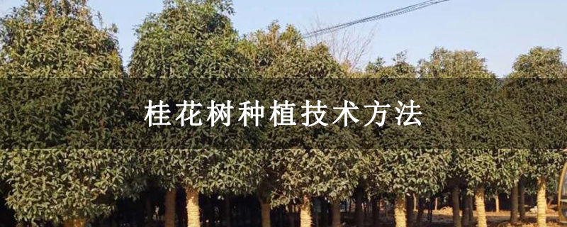 桂花樹(shù)種植技術(shù)方法