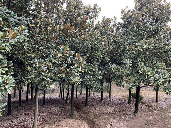 白玉蘭基地實拍圖