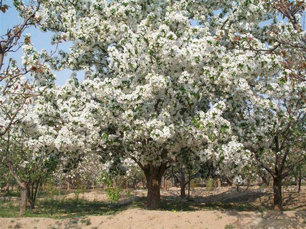 八棱海棠樹(shù)