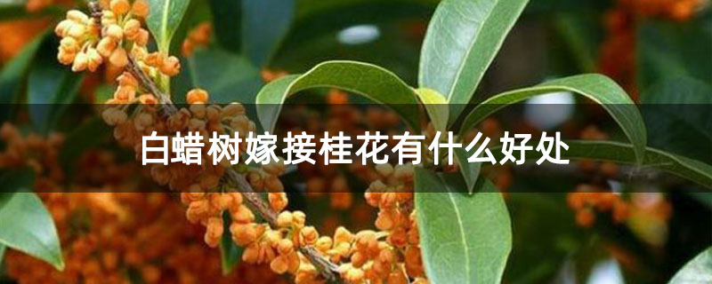 白蠟樹嫁接桂花有什么好處