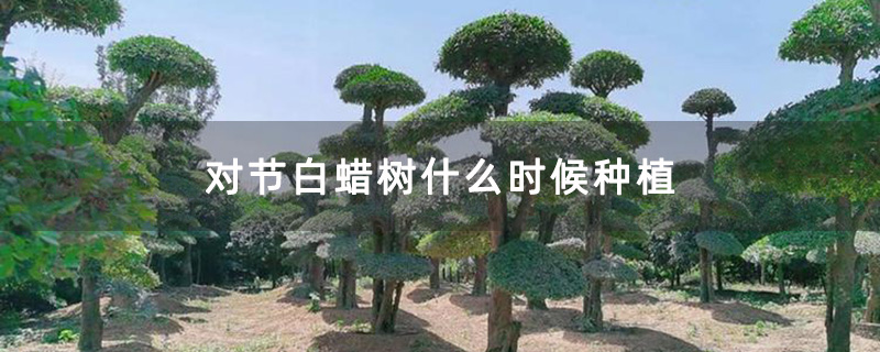 對節白蠟景觀樹