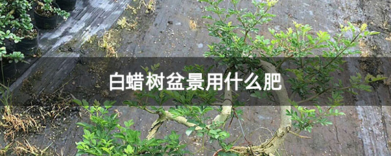 白蠟樹盆景用什么肥