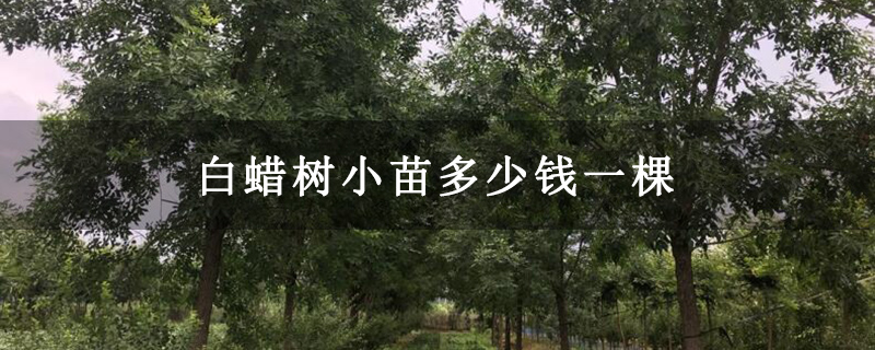 白蠟樹(shù)小苗多少錢(qián)一棵