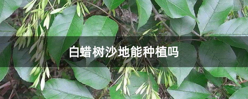 白蠟樹沙地能種植嗎