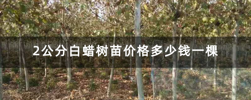 2公分白蠟樹苗價格多少錢一棵