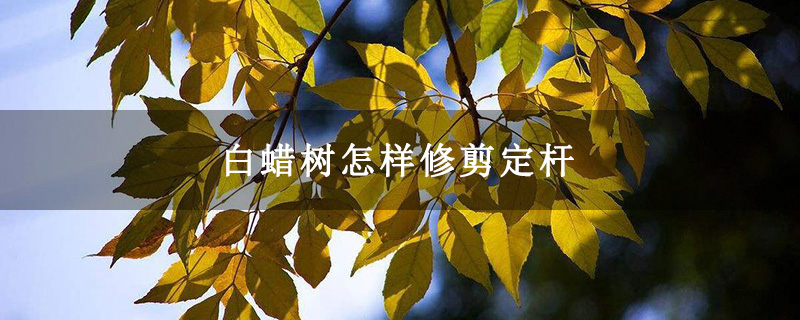 白蠟樹怎樣修剪定桿
