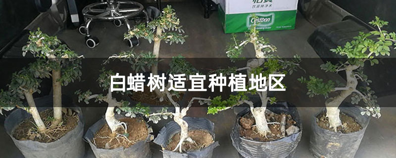 白蠟樹適宜種植地區